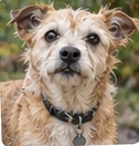Imagined scruffy dog portrait for an illustrative Pet Passport.